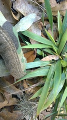 Dichanthelium strigosum