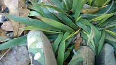 Dichanthelium strigosum