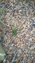 Dichanthelium scabriusculum