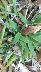 Dichanthelium scabriusculum