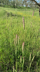 Phalaris coerulescens