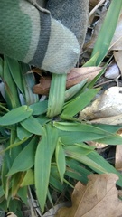 Dichanthelium scabriusculum