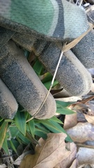 Dichanthelium scabriusculum