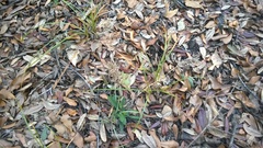 Dichanthelium scabriusculum