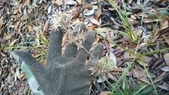 Dichanthelium scabriusculum