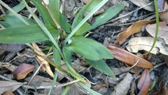 Dichanthelium scabriusculum