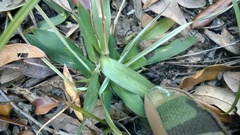 Dichanthelium scabriusculum