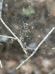Frontinella pyramitela image