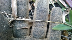 Dichanthelium scabriusculum