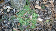 Dichanthelium laxiflorum