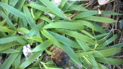 Dichanthelium laxiflorum