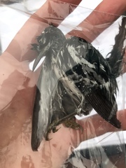 Mniotilta varia
