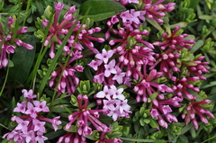 Daphne striata