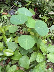 Homalanthus fastuosus