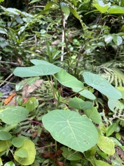 Homalanthus fastuosus