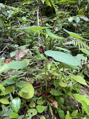 Homalanthus fastuosus