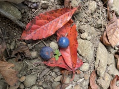 Elaeocarpus angustifolius