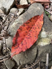 Elaeocarpus angustifolius