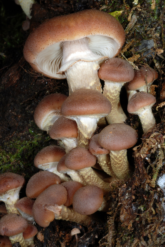 Armillaria aotearoa
