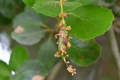 Callirhytis congregata