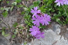 Primula integrifolia