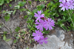Primula integrifolia