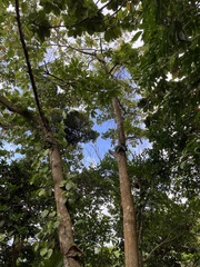 Elaeocarpus angustifolius