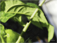 Thelacantha brevispina
