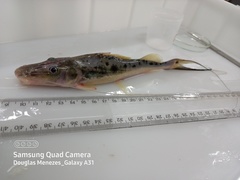 Platysilurus mucosus