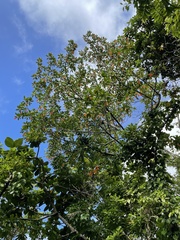 Elaeocarpus angustifolius