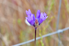 Dichelostemma congestum