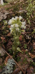 Petasites albus