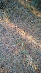 Juncus dichotomus