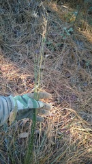 Juncus dichotomus