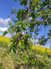 Magnoliopsida