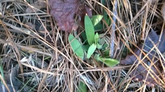 Dichanthelium scoparium