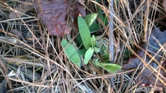 Dichanthelium scoparium