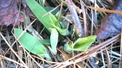 Dichanthelium scoparium