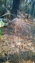 Dichanthelium scoparium