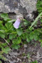 Soldanella pusilla