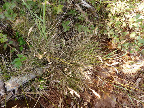 Piper's bluegrass (Poa piperi)