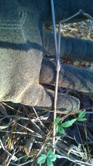 Dichanthelium scoparium