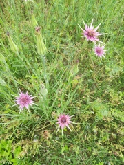 Tragopogon eriospermus