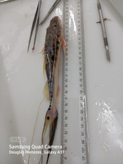 Platysilurus mucosus