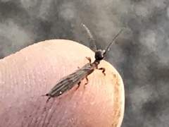 Oligotoma saundersii