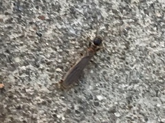 Oligotoma saundersii