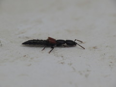 Gauropterus fulgidus