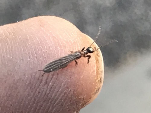 Saunders' Webspinner photo 3