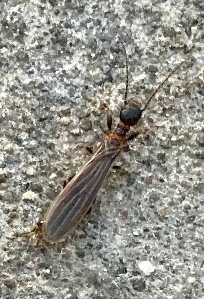 Webspinner