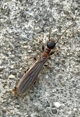 Oligotoma saundersii